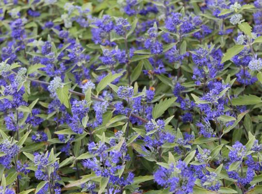 Caryopteris x clandonensis Heavenly Blue