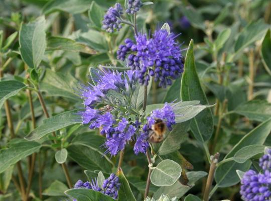 Caryopteris x cland. Kew Blue