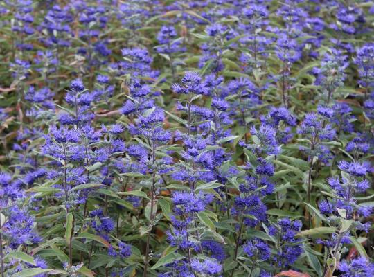 Caryopteris x clandonensis Dark Knight