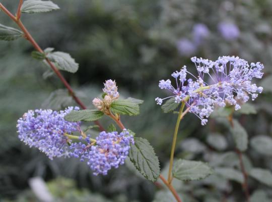 Ceanothus Autumnal Blue