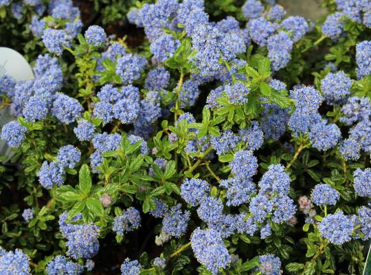 Ceanothus Blue Mound