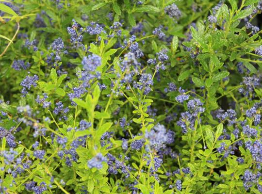 Ceanothus Concha