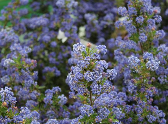 Ceanothus Puget Blue