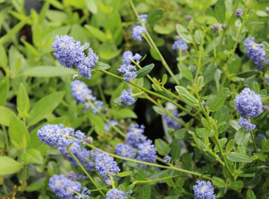 Ceanothus thrysifolius Skylark