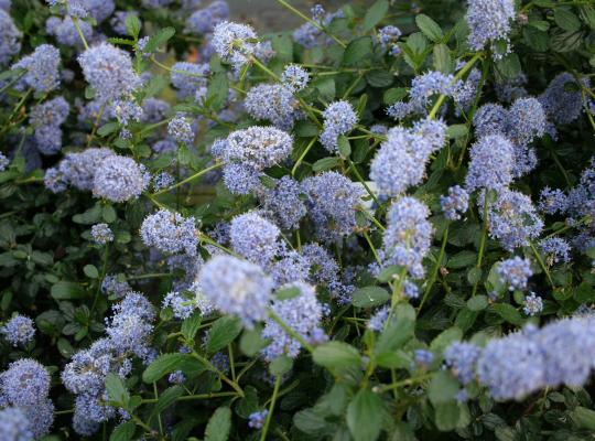 Ceanothus thyrs. repens