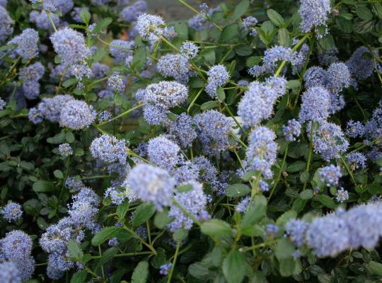 Ceanothus thyrsiflorus repens