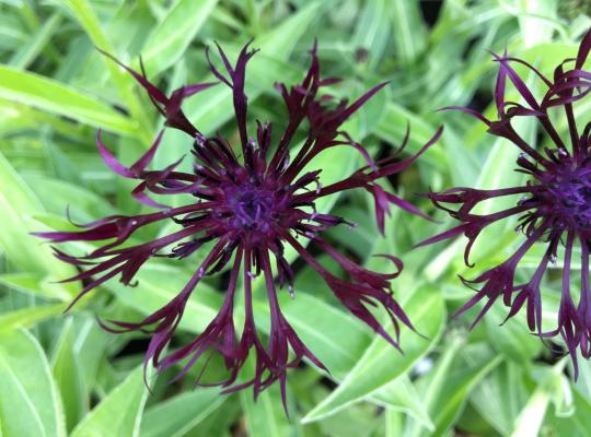 Centaurea Jordy