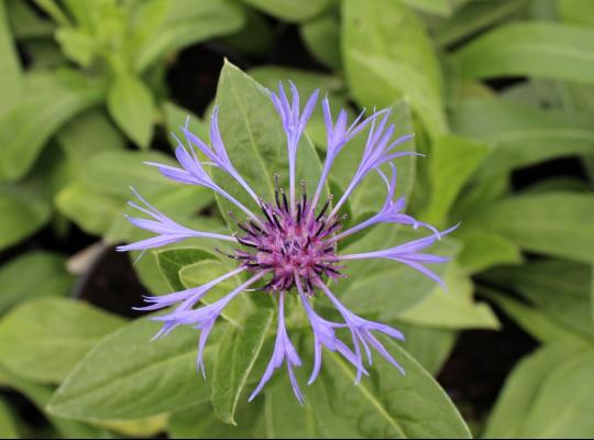 Centaurea montana