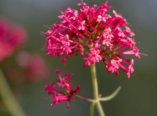 Centranthus ruber var. coccineus Rosenrot