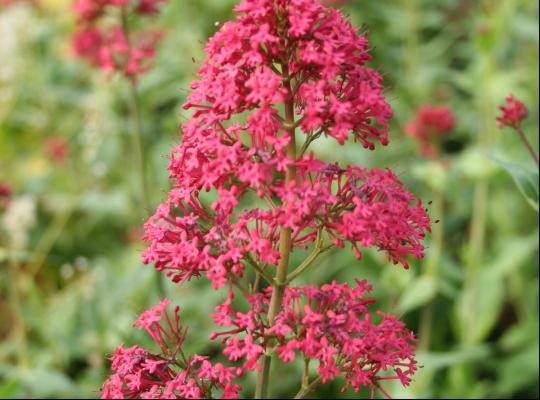 Centranthus ruber coccineus