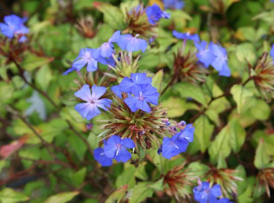 Ceratostigma willmottianum Forest Blue