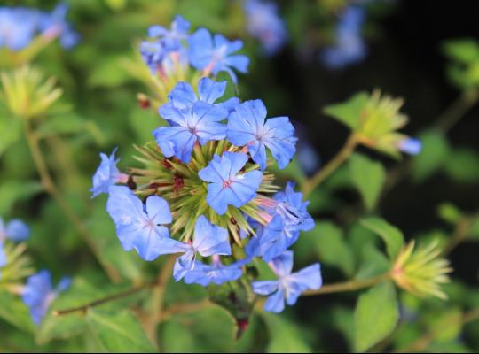 Ceratostigma willmottianum