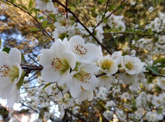 Chaenomeles speciosa Nivalis