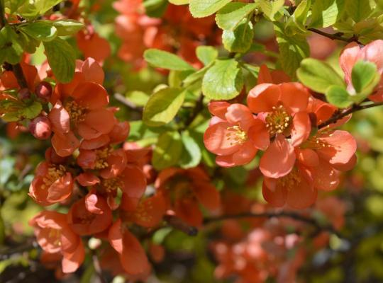 Chaenomeles japonica Sargentii