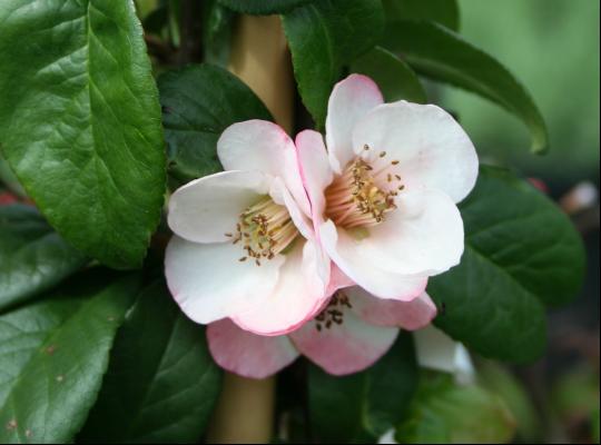 Chaenomeles speciosa Apple Blossom
