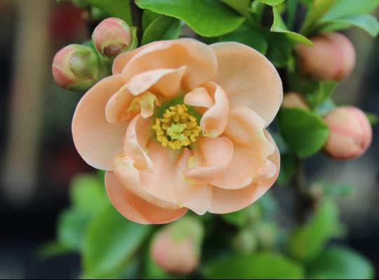 Chaenomeles speciosa Geisha Girl