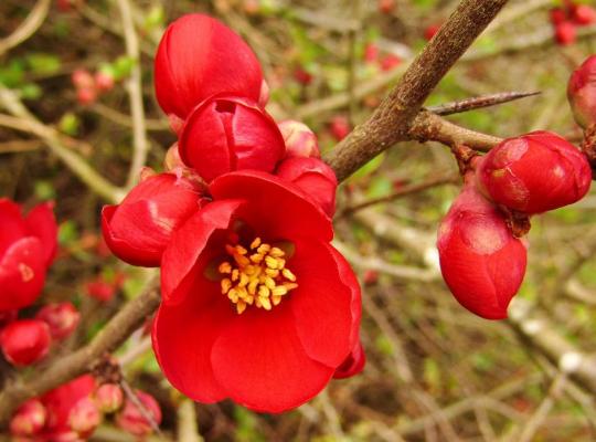 Chaenomeles x superba Vermillion