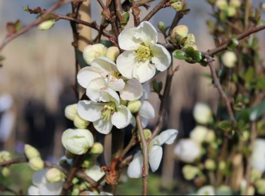 Chaenomeles x superba Jet Trail