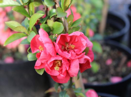 Chaenomeles x superba Pink Lady