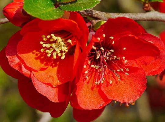 Chaenomeles x superba Crimson & Gold