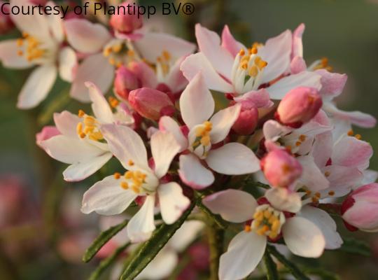 Choisya x dewitteana Apple Blossom