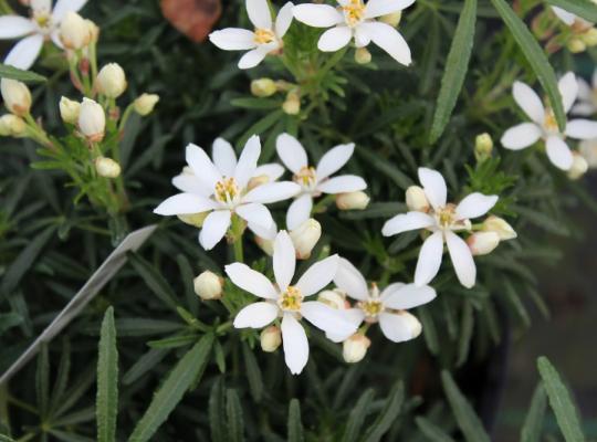 Choisya ternata 'White Dazzler'