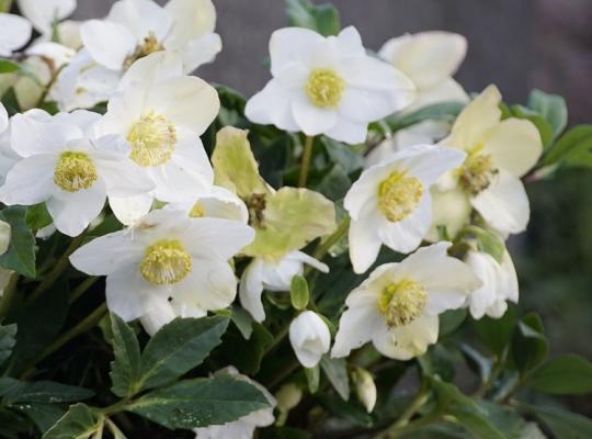 Helleborus niger Christmas Carol