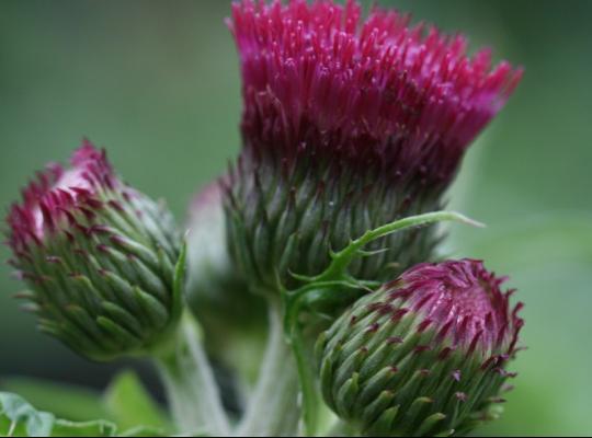 Cirsium rivulare 'Atropurpureum'