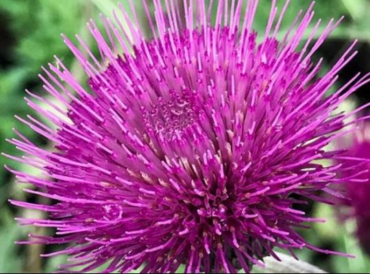 Cirsium riv. Trevor's Blue Wonder