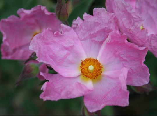 Cistus x argenteus Silver Pink