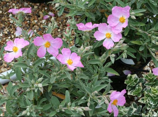 Cistus x bornetianus Jester