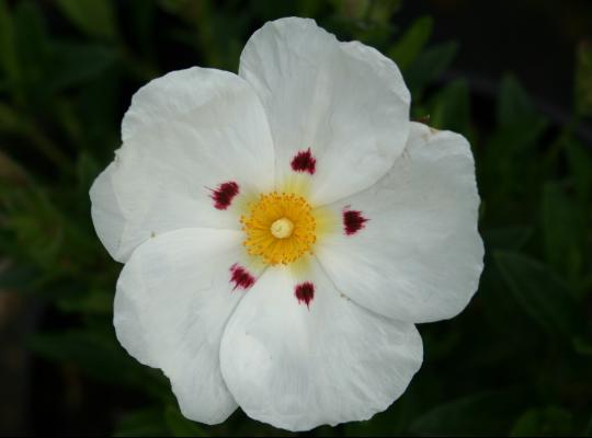 Cistus x lusitanicus Decumbens