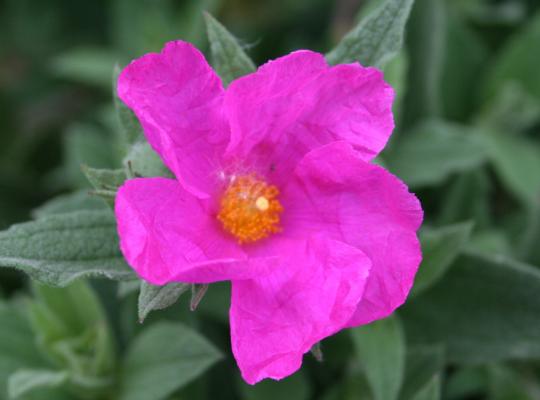 Cistus x pulverulentus Sunset