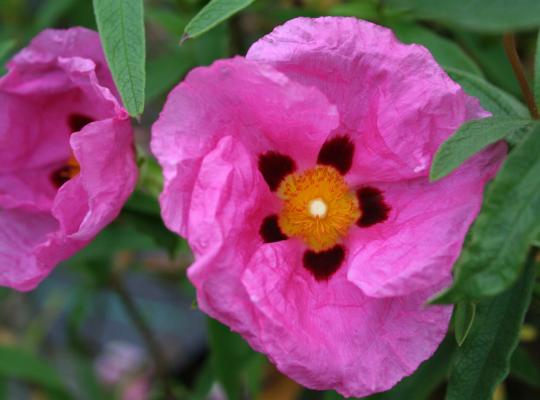 Cistus purpureus