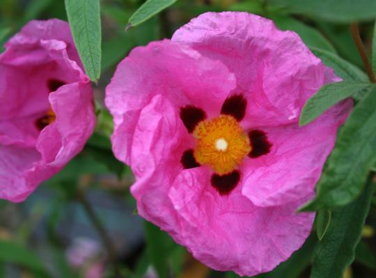 Cistus x purpureus