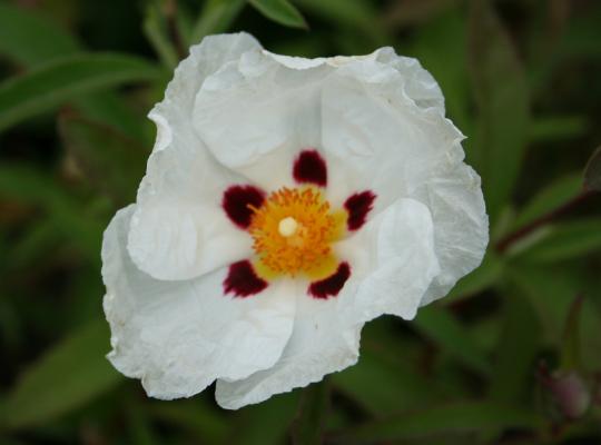 Cistus x purpureus Alan Fradd