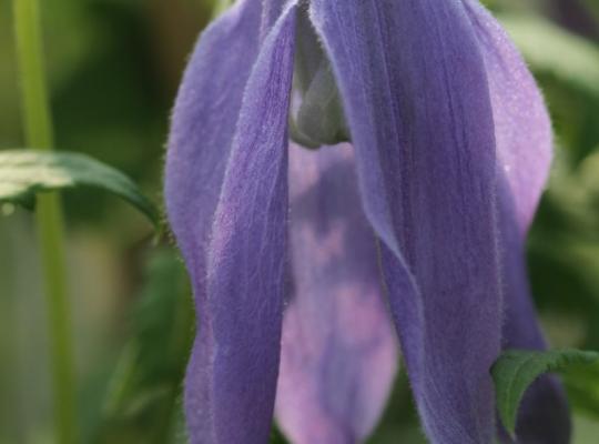 Clematis 'Blue Dancer'