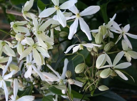 Clematis arm. Snowdrift