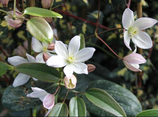 Clematis arm. 'Apple Blossom'