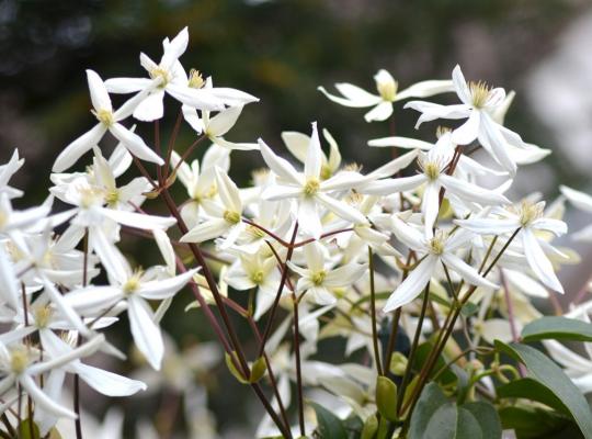 Clematis armandii