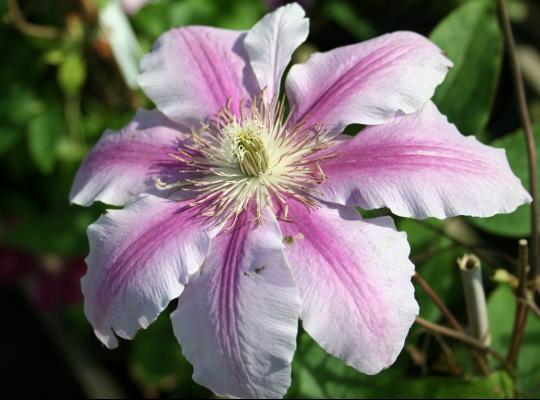 Clematis Bees Jubilee