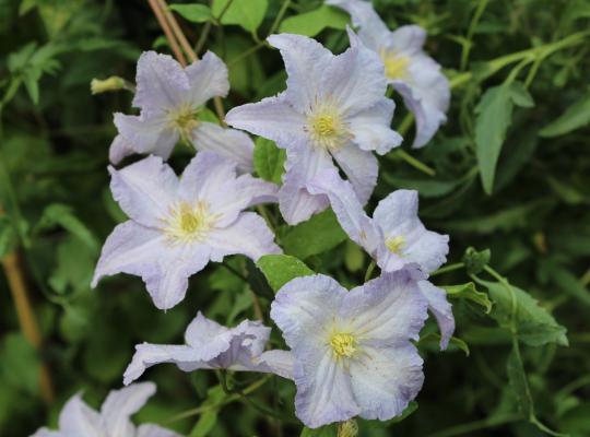 Clematis 'Blekitny Aniol' (Blue Angel)