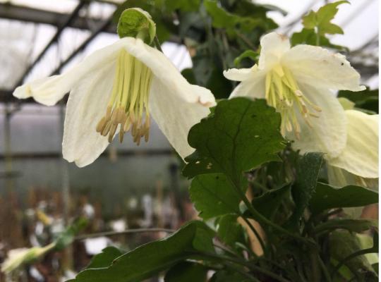 Clematis cirrhosa 'Jingle Bells'