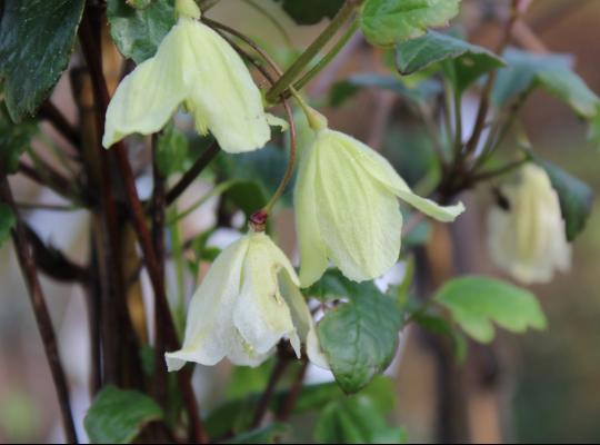 Clematis cirrhosa Wisley Cream