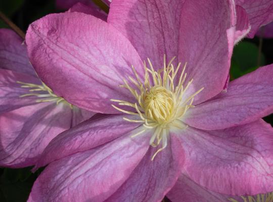 Clematis 'Comtesse de Bouchaud'