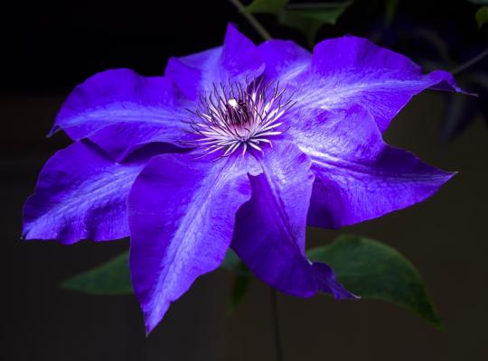 Clematis Daniel Deronda