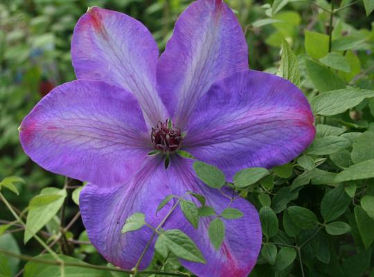 Clematis Elsa Spaeth