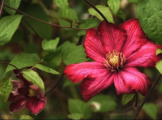 Clematis 'Ernest Markham'
