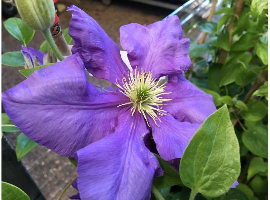Clematis 'General Sikorski'