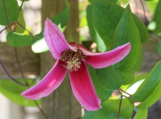 Clematis texensis Gravetye Beauty